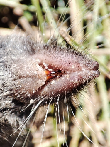 Miller's Water Shrew