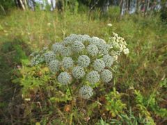 Seseli annuum