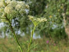 Seseli annuum