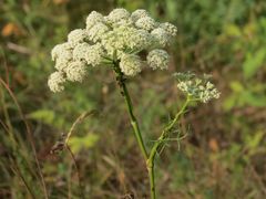 Seseli annuum