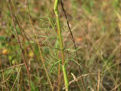 Seseli annuum