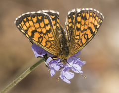 Melitaea deione