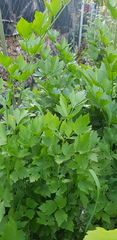 Levisticum