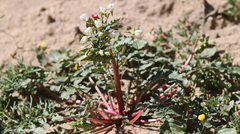 Chylismia claviformis