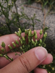 Erigeron canadensis