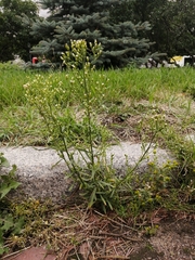 Erigeron canadensis