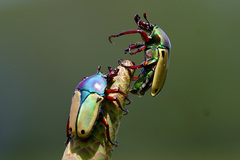 Eudicella tetraspilota