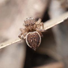 Maratus volans