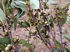 Eucalyptus globoidea