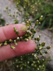 Erigeron canadensis
