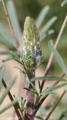 Lupinus benthamii
