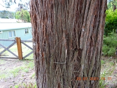 Eucalyptus globoidea
