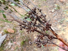 Eucalyptus globoidea