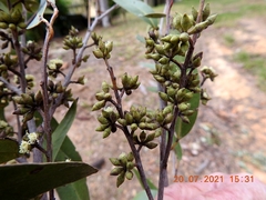 Eucalyptus globoidea