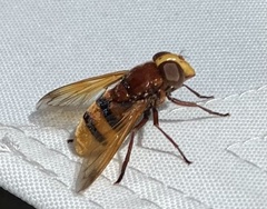Volucella zonaria
