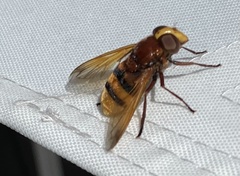Volucella zonaria