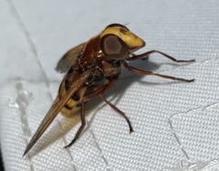 Volucella zonaria