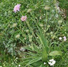 Knautia longifolia