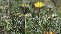 Malacothrix glabrata