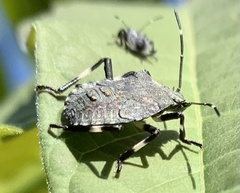 Halyomorpha halys