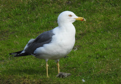 Larus fuscus