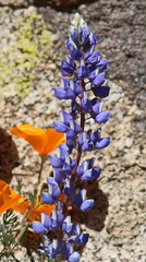 Lupinus benthamii