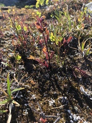 Pedicularis lapponica