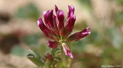 Trifolium gracilentum
