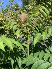 Ailanthus altissima