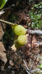 Dryocosmus quercuspalustris