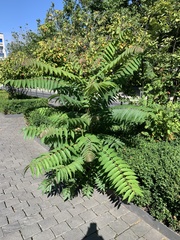 Ailanthus altissima