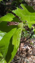 Dryocosmus quercuspalustris