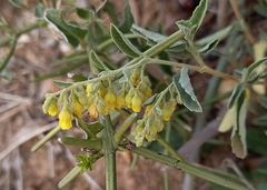 Hermannia holosericea