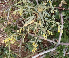 Hermannia holosericea