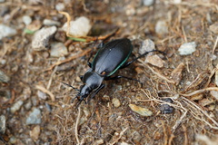 Carabus germarii