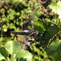 Somatochlora alpestris