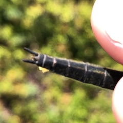 Somatochlora alpestris