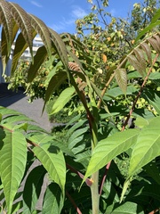 Ailanthus altissima