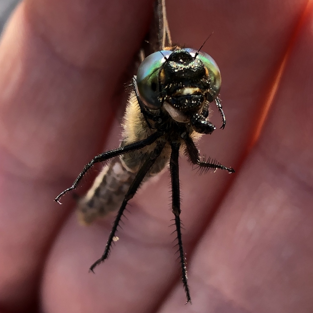 Зеленотілка альпійська (Odonata of Ukraine / Бабки України) · iNaturalist