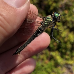 Somatochlora alpestris