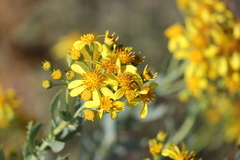 Senecio magnificus