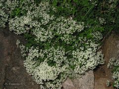 Galium broterianum