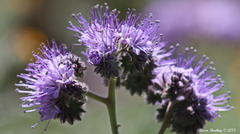 Phacelia tanacetifolia