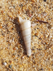 Turritellidae