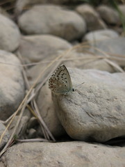 Polyommatus hispana