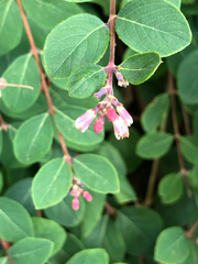 Symphoricarpos × chenaultii
