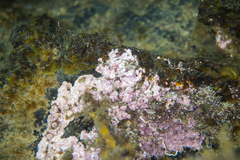 Mesophyllum macroblastum