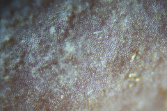 Mesophyllum macroblastum