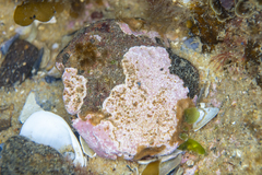 Mesophyllum macroblastum