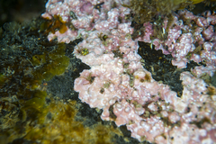 Mesophyllum macroblastum